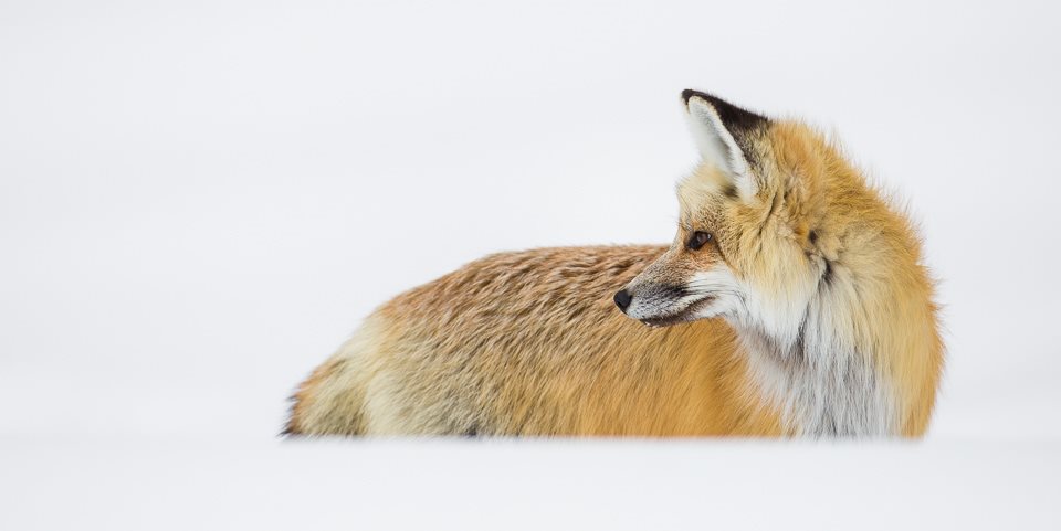 A red fox with pointed ears and dark legs stands in the snow, looking back over its shoulder in Yellowstone National Park.
